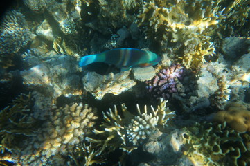 coral fish