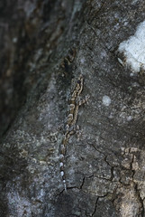 Sri Lanka leaf-nosed gecko - Hemidactylus depressus, beautiful brown gecko from Sri Lankan woodlands and forests.