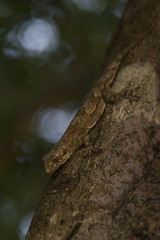 Sri Lanka leaf-nosed gecko - Hemidactylus depressus, beautiful brown gecko from Sri Lankan woodlands and forests.