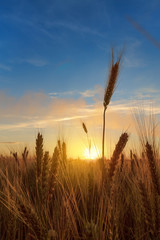 Naklejka premium wheat field / wheat field on the background cornfield Ukraine