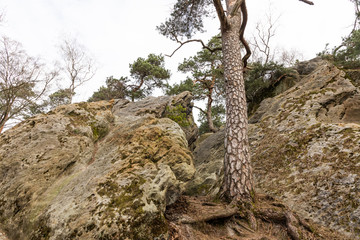 forest dörenther klippen with mountain
