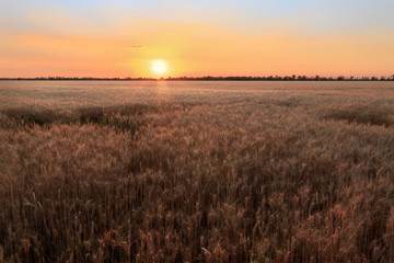 Fototapeta na wymiar the scorching summer sun / wheat field not long before sunset