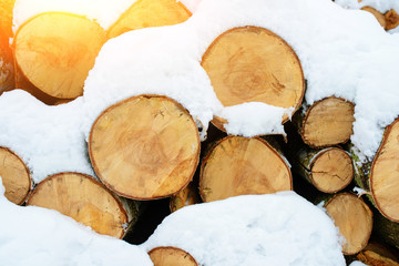 Logging stack in the forest during the winter