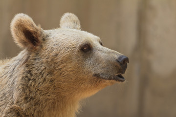 Obraz premium bear