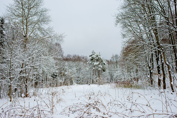 Sunset in the wood between the trees strains in winter period