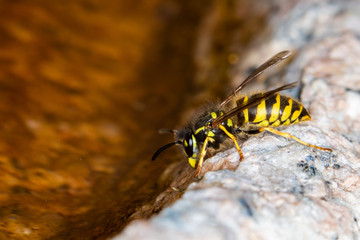 Yellow wasp drinking water