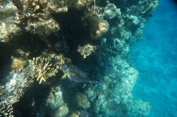 coral fish