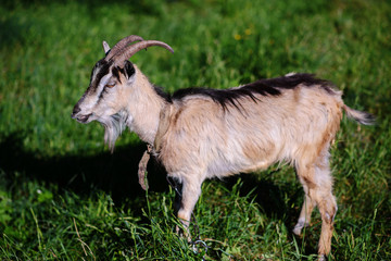 white goat grazing on a green meadow on a sunny day