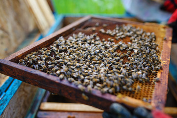 Beekeeper holding frame of honeycomb with bees