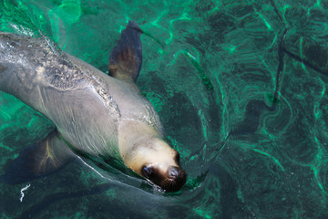 Obraz premium Schwimmender Seehund