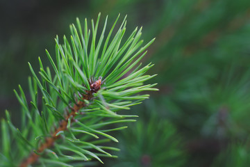 Naklejka na ściany i meble Green branch of a pine on a background of greenery close-up