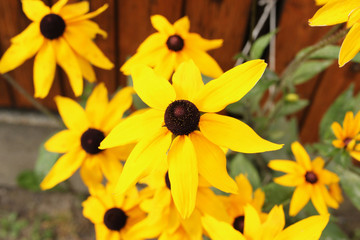Yellow blossoms of Rudbeckia hirta. Fresh. 
