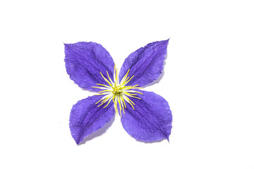 Pretty Clematis Flower and Petals on White Background