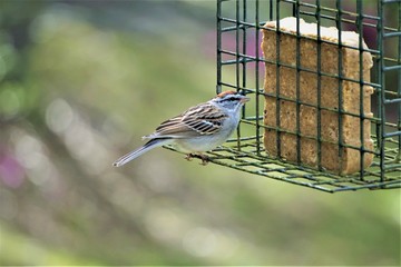 A single cute Chipping sparrow (Spizella passerine) perching on the green suet feeder enjoy eating food and watching on the blurry garden background, Spring in GA USA.