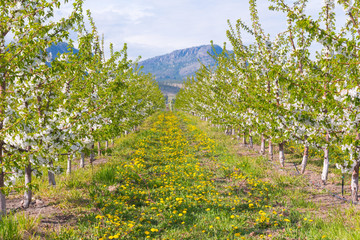 View down row of blooming apple trees in orchard with dandelion flowers in grass and mountains in...