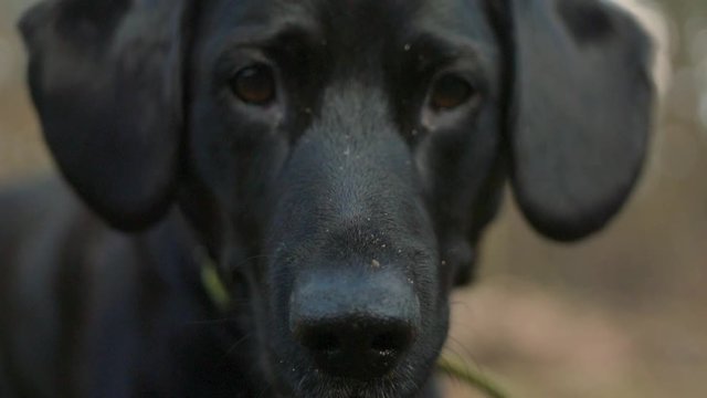 Slow motion closeup of a black labrador dog waiting for instructions.