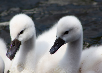 Cygnets