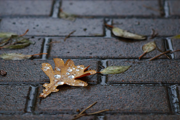 Water drops on fallen oak tree leaf in rainy autumn day