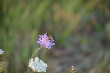 Wildblumen und Biene