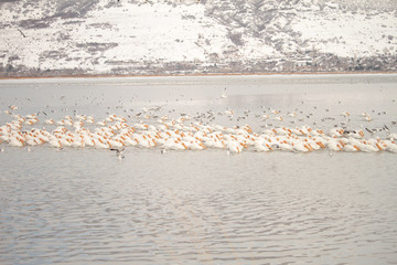 Great Salt Lake Pelicans