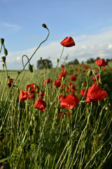 pole maków © Barbara