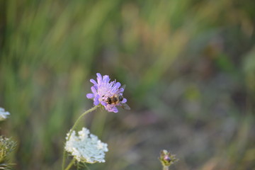 Wildblumen und Biene