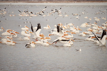 Great Salt Lake Pelicans