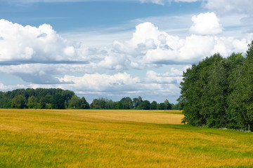 Yellow barley field with a beautiful sky. Rural landscape.