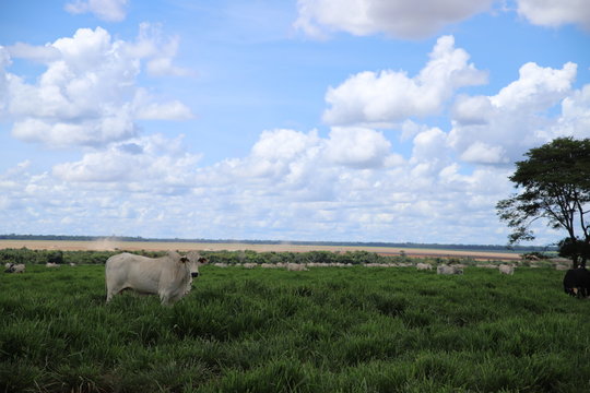 Agricultura pecuaria cria&ccedil;&atilde;o gado 