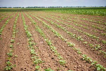 Fototapeta na wymiar Young shoots of sunflowers in rows on the soil