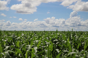 Agricultura produção de milho Brasil