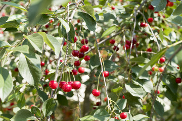 cherries on tree
