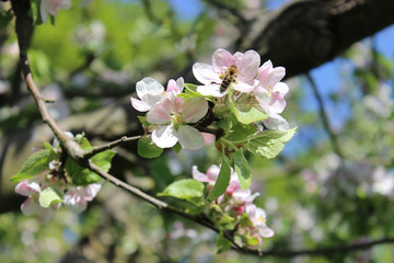 blooming Apple tree