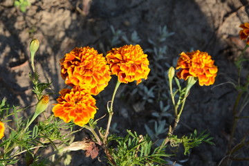 Nice flowers in the garden in midsummer, in a sunny day. Green landscape