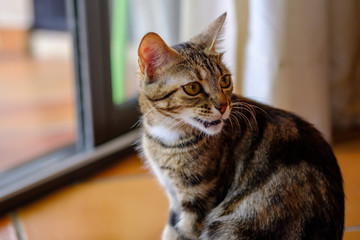 Portrait de jolie chat tigré.	