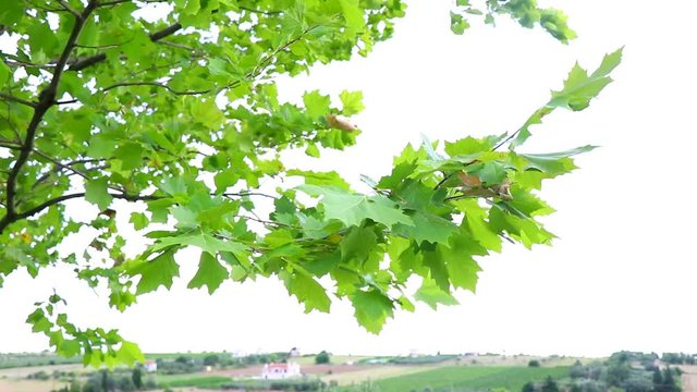 GREEN LEAVES OF A PLANE TREE IN THE SUMMER WIND