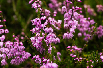 Fiori di erica nel bosco