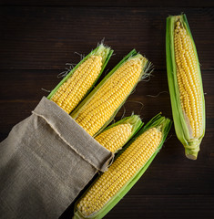 ripe yellow corn cobs in a canvas bag