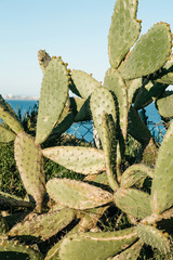 A hedge of green cactus. Useful but prickly plant.