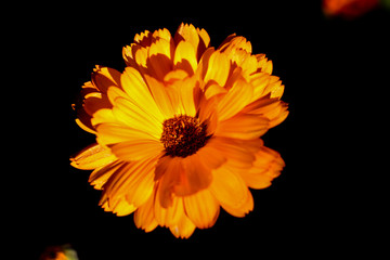 Calêndula - Ana Pasdiora