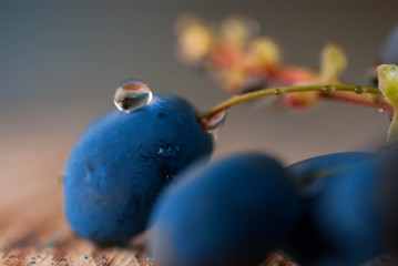 macro photo blue berries on a tree
