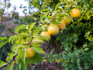 The fruits of cherry plum yellow on the branch, among the green foliage. Fruit plant of the genus plum. Prúnus cerasífera.OLYMPUS DIGITAL CAMERA