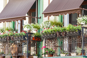 Fototapeta na wymiar Flower pots with beautiful flowers on a balcony