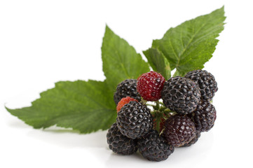 Fresh blackberry with green leaf on white background