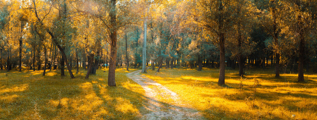 Fototapeta na wymiar Panorama in the forest during sunset. Sun rays coming through the trees. Summer days in the forest