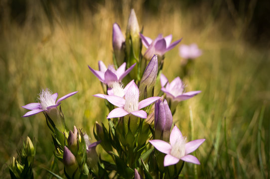 Fiori di campo, in montagna