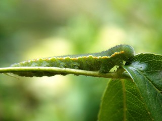 green caterpillar on a plant

