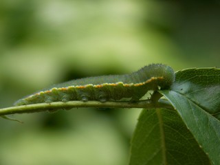 green caterpillar on a plant
