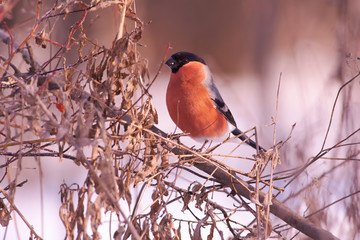 Bullfinch sits in the bushes in the natural environment (at dawn).