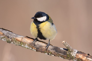Great tit sitting very close on a branch with a broken bark.